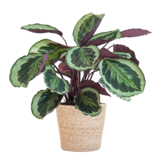 Calathea Medaillon met Sofia mand naturel - 65cm - Ø21