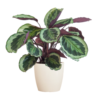 Calathea Medaillon met Viber wit - 65cm - Ø21