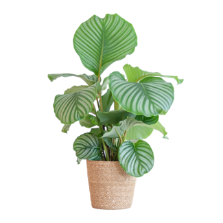 Calathea Orbifolia met Sofia mand naturel - 65cm - Ø21