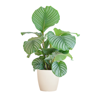 Calathea Orbifolia met Viber wit - 65cm - Ø21