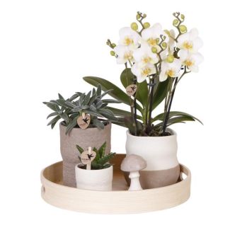 Tip! Gift set, Plantenset Slow Living ,Witte Orchidee Lausanne Ø9cm, Groene Succulent Ø6cm, Keramieken Sierpotten , Houtenl Diendblad