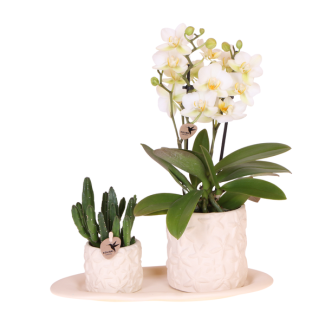 Tip! Gift set, Plantenset Star Fish small ,Witte Orchidee Lausanne Ø9cm, Groene Succulent Ø6cm, Keramieken Sierpotten , Ovaal Diendblad wit