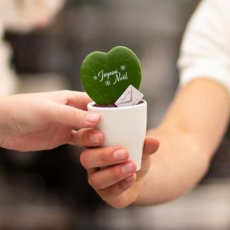 Hartjesblad met boodschap"Joyeux Noël" in stenen potje!  Vrolijke Kerstwens , Hoya (Heartplant) | Joyeux Noël, 14 cm - Ø07cm