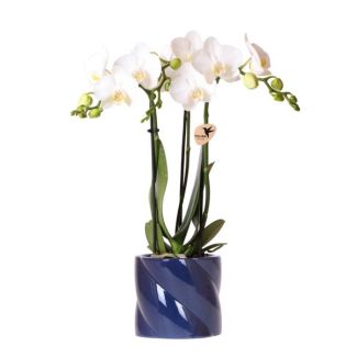 Kado Tip! Vlinder Orchidee Amabilis   , Kleur Wit, Candy Sierpot Blauw, Bloeiende Kamerplant,  Phalaenopsis Orchideeën, Potmaat 09cm