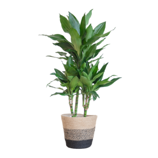 Dracaena  Janet Lindt met Mand Lissabon zwart - 95cm - Ø21