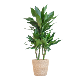 Dracaena  Janet Lindt met Sofia mand naturel - 95cm - Ø21