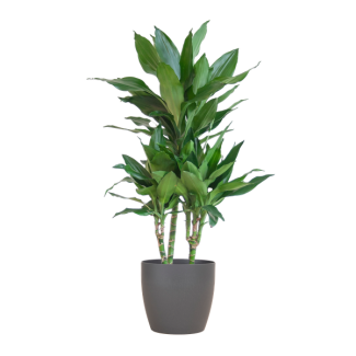 Dracaena  Janet Lindt met Viber grijs - 95cm - Ø21