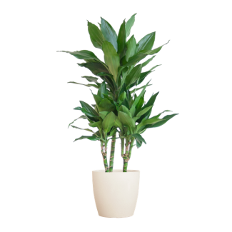 Dracaena  Janet Lindt met Viber wit - 95cm - Ø21