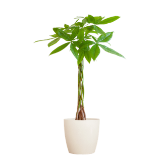 Pachira Aquatica met Viber wit - 80cm - Ø21