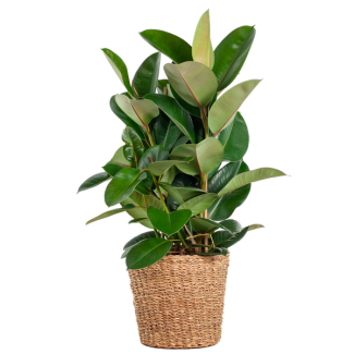 Ficus Elastica Robusta XL met mand Torun - 90cm - Ø27