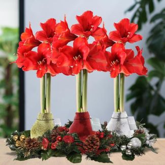 Kerst Tip! Gewaxte Amaryllisbollen, Wreath Christmas Mix, 3 stuks, Kleur Bloem Rood,  Ø10cm, 15cm Hoog,