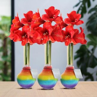 Kadotip Gewaxte Amaryllisbollen, Rainbow, 3 stuks, Kleur Bloem Rood,  Ø10cm, 18cm Hoog