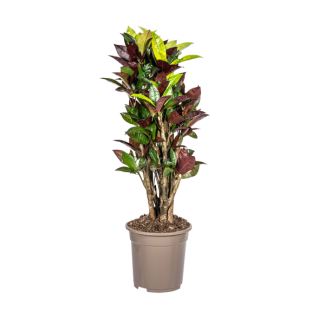 "Croton Iceton", Kleurrijk Blad, Tropische sferen, Kamerplant, Codiaeum  Croton  Iceton Ø21cm - ↕70-80cm