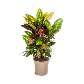 "Croton Petra", Bontgekleurd Blad met nerf, Kamerplant, Tropishe sferen, Codiaeum  Croton  Petra Ø17cm - ↕50cm