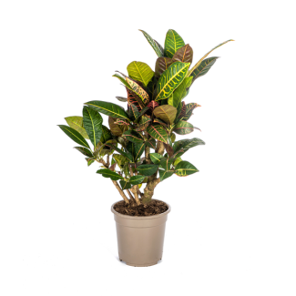 "Croton Petra", Bontgekleurd Blad met nerf, Kamerplant, Tropishe sferen, Codiaeum  Croton  Petra Ø21cm - ↕70-80cm