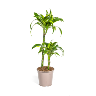 Dracaena-plant Dorado, Donkergroene Bladeren met Subtiele Gele Randen.Tropische Uitstraling, Groene Kamerplant,Dracaena Deremensis DoradoØ19cm - ↕80cm