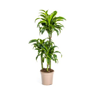 Dracaena-plant Dorado, Donkergroene Bladeren met Subtiele Gele Randen.Tropische Uitstraling, Groene Kamerplant,Dracaena Deremensis DoradoØ21cm - ↕110cm