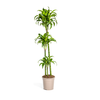 Dracaena-plant Dorado, Donkergroene Bladeren met Subtiele Gele Randen.Tropische Uitstraling, Groene Kamerplant,Dracaena Deremensis Dorado Ø24cm - ↕130cm