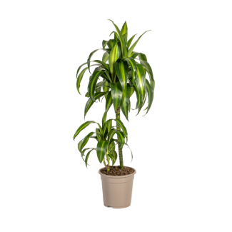 Dracaena-plant 'Hawaiian Sunshine' , Groen Blad met Lichte Strepen.Tropische Uitstraling, Groene Kamerplant,Dracaena Deremensis Hawaiian SunshineØ19cm - ↕80cm