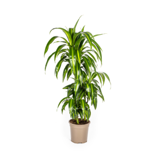 Dracaena-plant 'Hawaiian Sunshine' , Groen Blad met Lichte Strepen.Tropische Uitstraling, Groene Kamerplant,Dracaena Deremensis Hawaiian Sunshine Ø21cm - ↕100cm