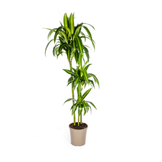 Dracaena-plant 'Hawaiian Sunshine' , Groen Blad met Lichte Strepen.Tropische Uitstraling, Groene Kamerplant,Dracaena Deremensis Hawaiian Sunshine Ø24cm - ↕140cm