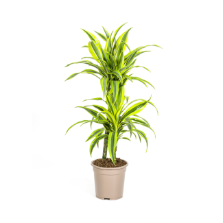 Dracaena-plant Lemon Lime, Felgroen Blad met Brede Gele Randen.Tropische Uitstraling, Groene Kamerplant,Dracaena Deremensis Lemon Lime Ø19cm - ↕80cm