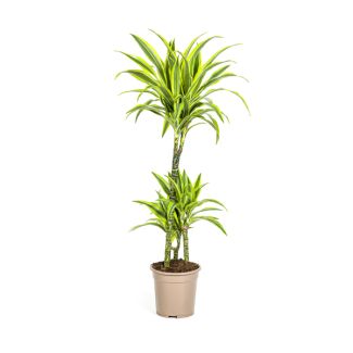 Dracaena-plant Lemon Lime, Felgroen Blad met Brede Gele Randen.Tropische Uitstraling, Groene Kamerplant,Dracaena Deremensis Lemon Lime Ø21cm - ↕100cm