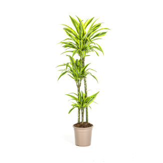 Dracaena-plant Lemon Lime, Groen Blad met Witte Randen.Tropische Uitstraling, Groene Kamerplant,Dracaena Deremensis Lemon Lime Ø24cm - ↕140cm