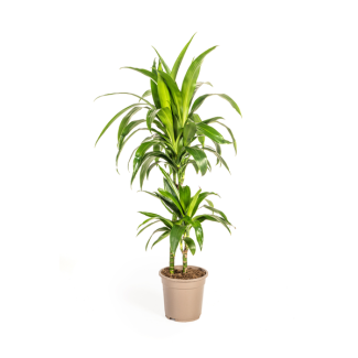 Dracaena-plant Lisa, Donkergroen Blad.Tropische Uitstraling, Groene Kamerplant,Dracaena Deremensis Lisa Ø19cm - ↕80cm