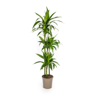 Dracaena-plant Lisa, Donkergroen Blad.Tropische Uitstraling, Groene Kamerplant,Dracaena Deremensis Lisa Ø24cm - ↕140cm