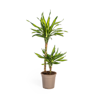 De Drakenboom, Groen Blad met Witte Randen.Tropische Uitstraling, Groene Kamerplant, Dracaena Deremensis Rikki Ø19cm - ↕80cm