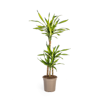 Dracaena-plant Rikki, Groen Blad met Witte Randen.Tropische Uitstraling, Groene Kamerplant,Dracaena Deremensis Rikki Ø21cm - ↕100cm