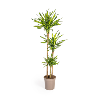 Dracaena-plant Rikki, Groen Blad met Witte Randen.Tropische Uitstraling, Groene Kamerplant,Dracaena Deremensis Rikki Ø24cm - ↕140cm