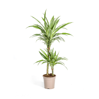 De Drakenboom, Blad met Gele of Lichtgroene Randen.Tropische Uitstraling, Groene Kamerplant, Dracaena Deremensis White Stripe Ø19cm - ↕80cm