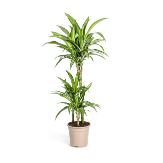 De Drakenboom, Blad met Gele of Lichtgroene Randen.Tropische Uitstraling, Groene Kamerplant, Dracaena Deremensis White Stripe Ø21cm - ↕100cm