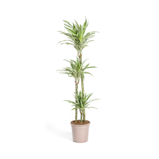 De Drakenboom, Blad Groen met Witte Strepen a/d Randen.Tropische Uitstraling, Groene Kamerplant, Dracaena Deremensis White Stripe Ø24cm - ↕140cm