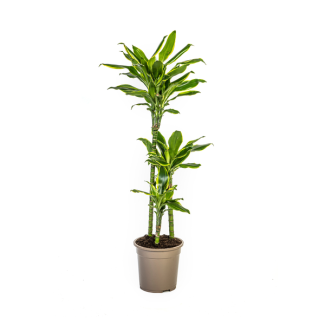 Goudrand-Drakenbloedboom, Groen/Gele Bladeren.Tropische Uitstraling, Groene Kamerplant, Dracaena Fragrans Golden Coast Ø21cm - ↕100cm