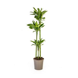 Goudrand-Drakenbloedboom, Groen/Gele Bladeren.Tropische Uitstraling, Groene Kamerplant, Dracaena Fragrans Golden Coast Ø24cm - ↕140cm