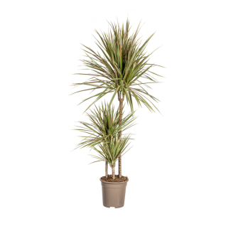 Drakenbloedboom, Blad Groen met Crème-/Lichtroze Strepen a/d Randen.Tropische Uitstraling, Groene Kamerplant, Dracaena Marginata Bicolor Ø21cm - ↕120cm