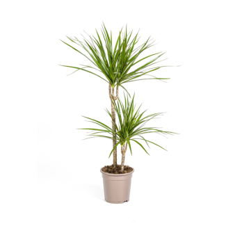 De Groene Drakenboom, Smalle, Puntige, Diep Groene Bladeren.Tropische Uitstraling, Groene Kamerplant, Dracaena Marginata Green Ø19cm - ↕80cm