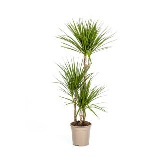 De Groene Drakenboom, Smalle, Puntige, Diep Groene Bladeren.Tropische Uitstraling, Groene Kamerplant, Dracaena Marginata Green Ø21cm - ↕120cm