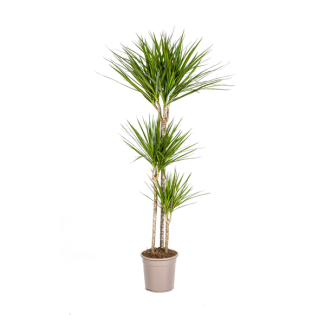 De Groene Drakenboom, Smalle, Puntige, Diep Groene Bladeren.Tropische Uitstraling, Groene Kamerplant, Dracaena Marginata Green Ø24cm - ↕140cm