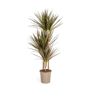 De Drakenboom, Bladeren met Dieprode tot Magenta Rand.Tropische Uitstraling, Groene Kamerplant, Dracaena Marginata Magenta Ø21cm - ↕120cm