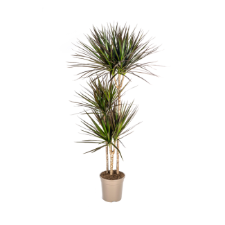 Magenta Drakenboom, bladeren met dieprode tot magenta rand.Tropische Uitstraling, Groene Kamerplant, Dracaena Marginata Magenta Ø24cm - ↕140cm