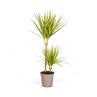 De Drakenboom, Blad met Gele of Lichtgroene Randen.Tropische Uitstraling, Groene Kamerplant, Dracaena Marginata Sunray Ø19cm - ↕80-100cm