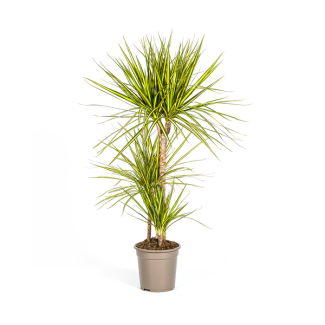 De Drakenboom, Blad met Gele of Lichtgroene Randen.Tropische Uitstraling, Groene Kamerplant, Dracaena Marginata Sunray Ø21cm -↕100-110cm