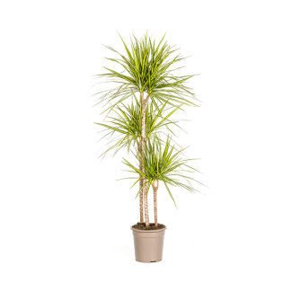 De Drakenboom, Blad met Gele of Lichtgroene Randen.Tropische Uitstraling, Groene Kamerplant, Dracaena Marginata Sunray Ø24cm - ↕140cm