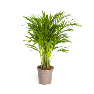 De Areca-Palm of Goudpalm, Tropische sfeer, Groene Plant, Dypsis Areca Lutescens Ø19cm - ↕90cm