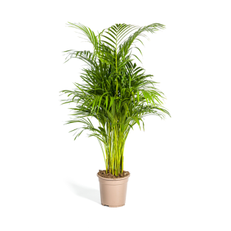 De Areca-Palm of Goudpalm, Tropische sfeer, Groene Plant,  Dypsis Areca Lutescens Ø21cm - ↕110cm