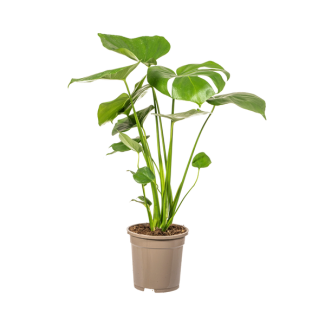 De Monstera Tauerii, Hartvormige Bladeren, Gatenplant, Groene Kamerplant, Monstera Deliciosa Tauerii Ø17cm - ↕60cm